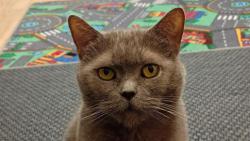 �Sm�j se, ale misku vid�m pr�zdnou.� jej� v�sost Borovice