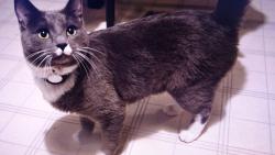 Nugget : Ale taky um�m b�t hodn� kocourek.