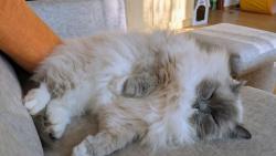 V�len��ko, v�len�