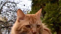 3/3 Jsem roz��lenej, p�� m� Renata nepustila na toho �ern�ho pis�lka.