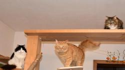 Jak dlouho m�me je�t� �ekat na tu ve�e�i?!