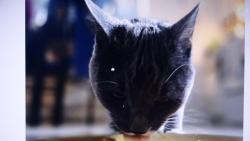 Nugget : m�am, dneska m�m kapsi�ku s ku��tkem.