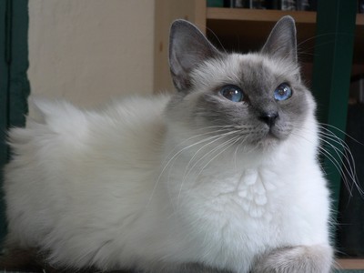 Tačetka: Táčula