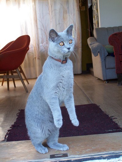 Sheba: Surikata australská