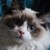 Angel Artuš Lovely Ragdoll
