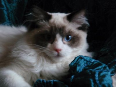 Angel Artuš Lovely Ragdoll: Vypadám jako hodný chlapeček