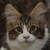 Alfík, aneb Alfonso Amadeo de Gato Amado