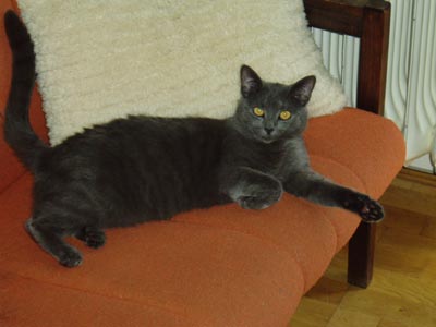 Matýsek (10): Matýsek