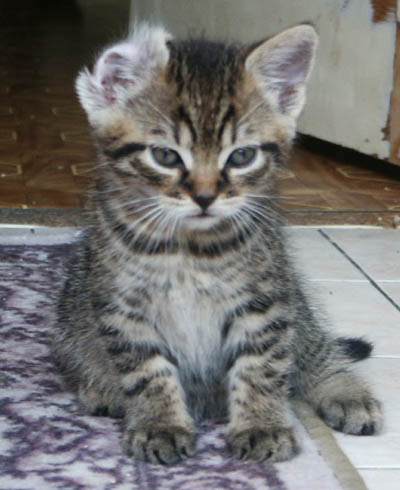 Tomík (3): Tomík