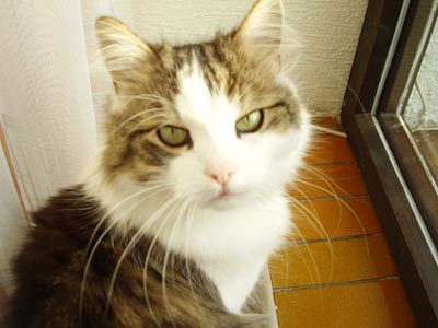 Pišta: Miminka