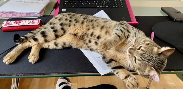 le, prce pok&#128568;, kdy j mm chu se mazlit. A e jsem ti zalehla poznmky? To mi je fuk&#128568;