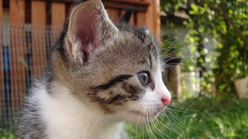 Veterinární poradna: Kastrace kočky