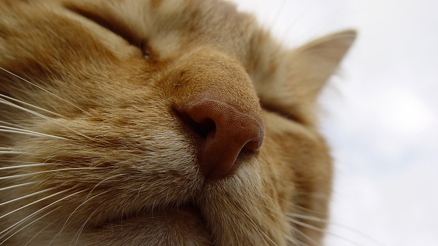 Veterinární poradna: Kocour čůrá do postele