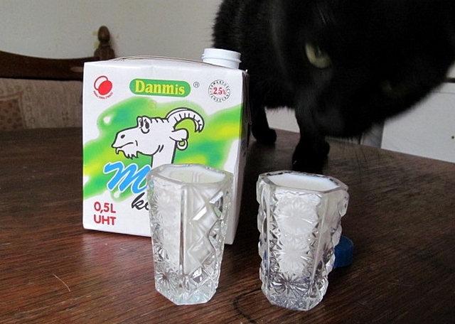 Vaříme pro kočky: polévka pro kočky / Soup for cats