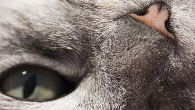 Veterinární a farmaceutická univerzita Brno sleduje zdraví starších koček - se svou kočkou se můžete zapojit i vy!