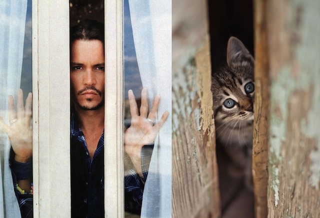 Muži versus kočky / Men vs. cats