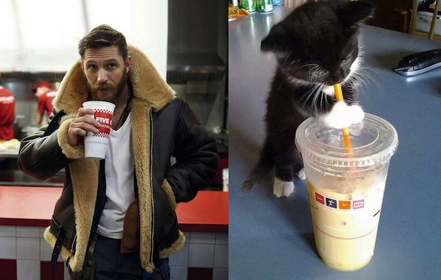 Muži versus kočky / Men vs. cats