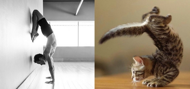Muži versus kočky / Men vs. cats