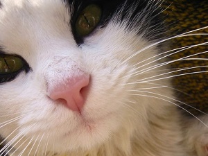 Kočka / Cat