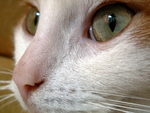 Kočka / Cat