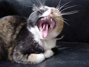 Veterinární poradna: Dvojitý špičák kocourka