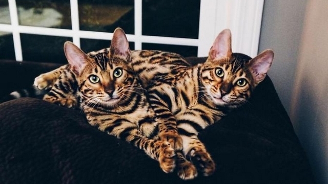 Fotočlánek: Bengálské duo září na internetu