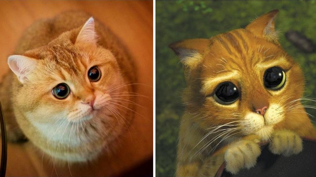 Fotočlánek: Kocour ze Shreka existuje!