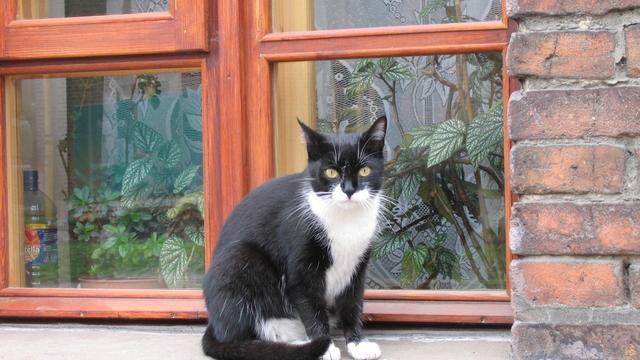 Veterinární poradna: Kocour občas močí na členy rodiny
