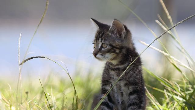 Veterinární poradna: Za jak dlouho si lze pořídit novou kočičku po pozitivní FeLV?