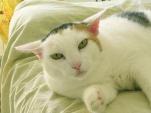 Veterinární poradna: Pupeční kýla u&nbsp;kočky