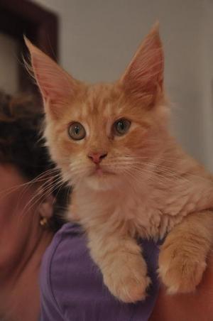 Veterinární poradna: Kočku zlobí slzný kanálek