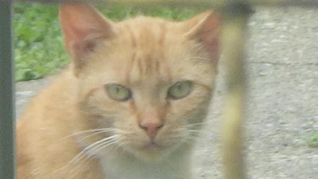 Veterinární poradna: Kastrace kočky a kastrace kocoura