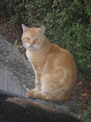 Veterinární poradna: Venkovní kocour má nemocné oči - jak pomoci?