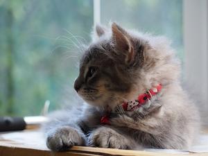 Veterinární poradna: Močovina v&nbsp;krvi kočičky - co to znamená?