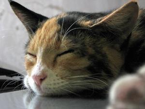 Veterinární poradna: Kocourek nechce jíst a zvrací