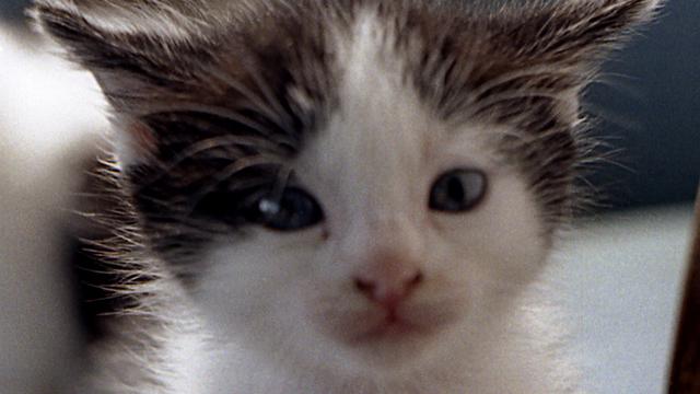 Veterinární poradna: 4měsíční kocourek čurá do postele