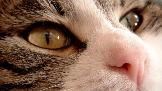 Veterinární poradna: Kastrace šestiletého kocoura