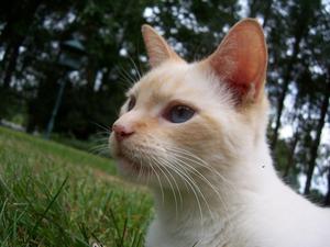 Veterinární poradna: Musí se kočka očkovat proti vzteklině?