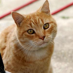 Veterinární poradna: chování kocoura