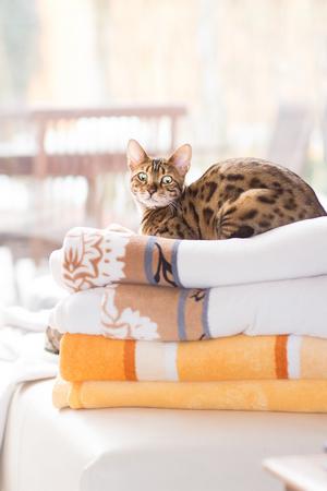 Veterinární poradna: Boulička u kočky - čekat, nebo hned řešit?