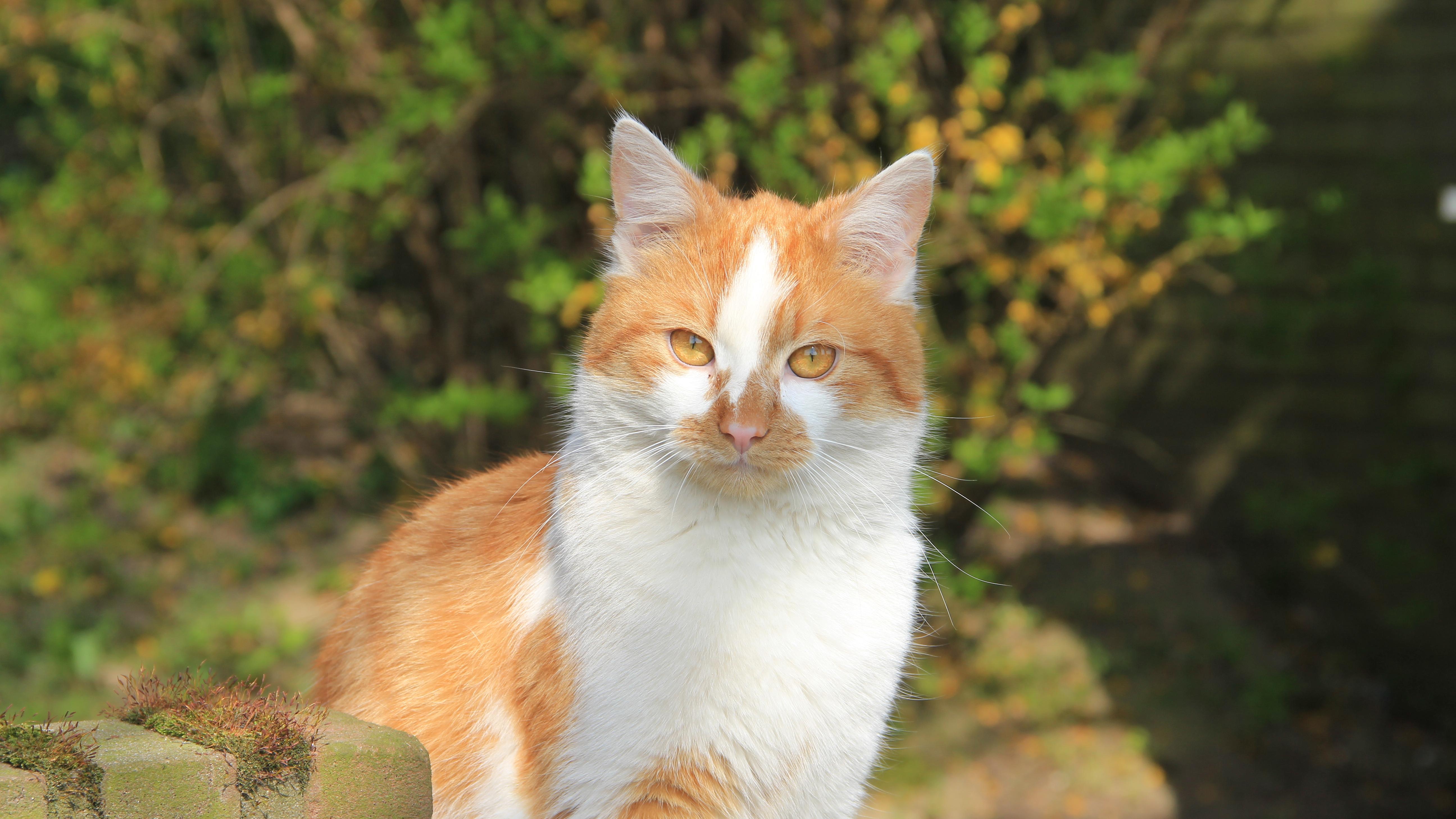 Veterinární poradna: Může FeLV pozitivní kocour chodit ven?