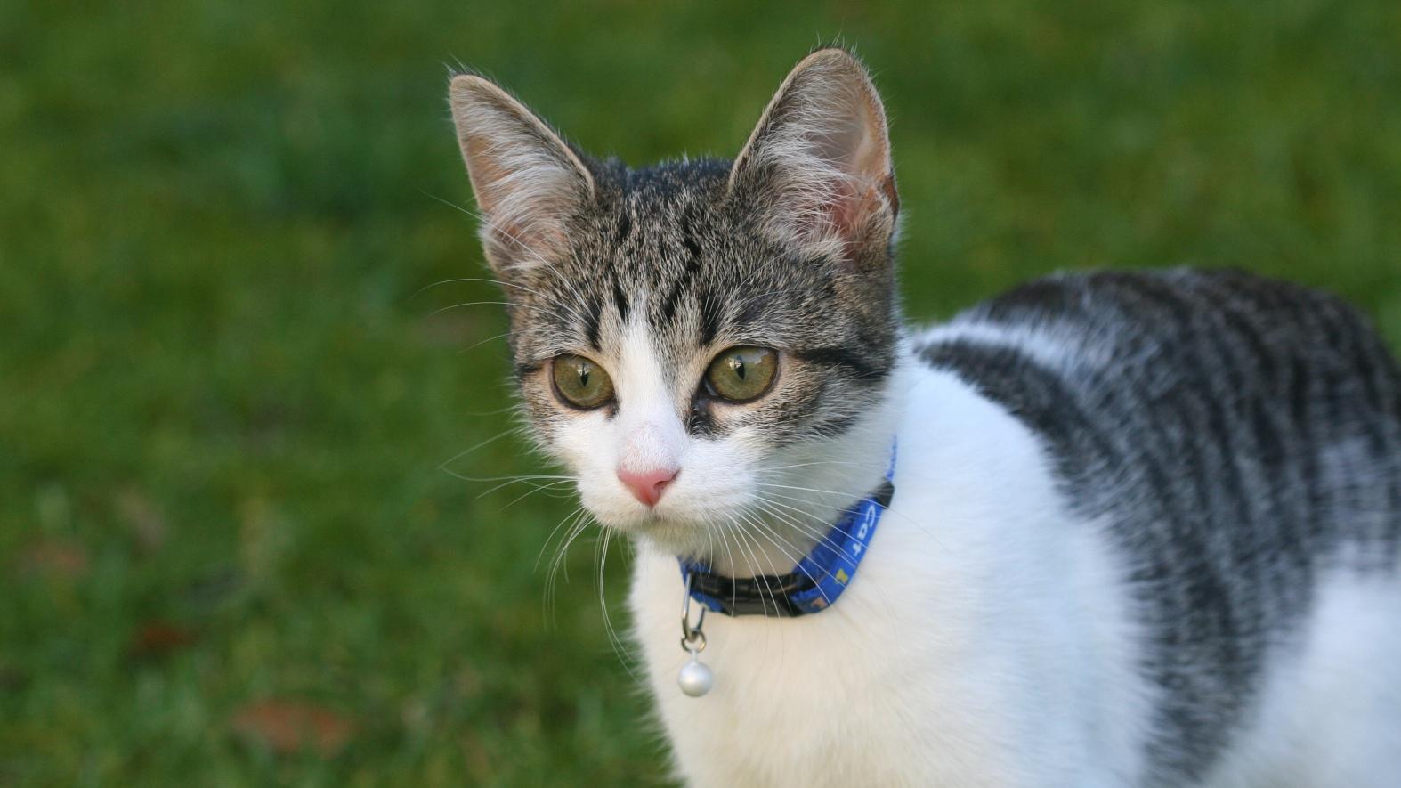 Veterinární poradna: zápach z tlamičky