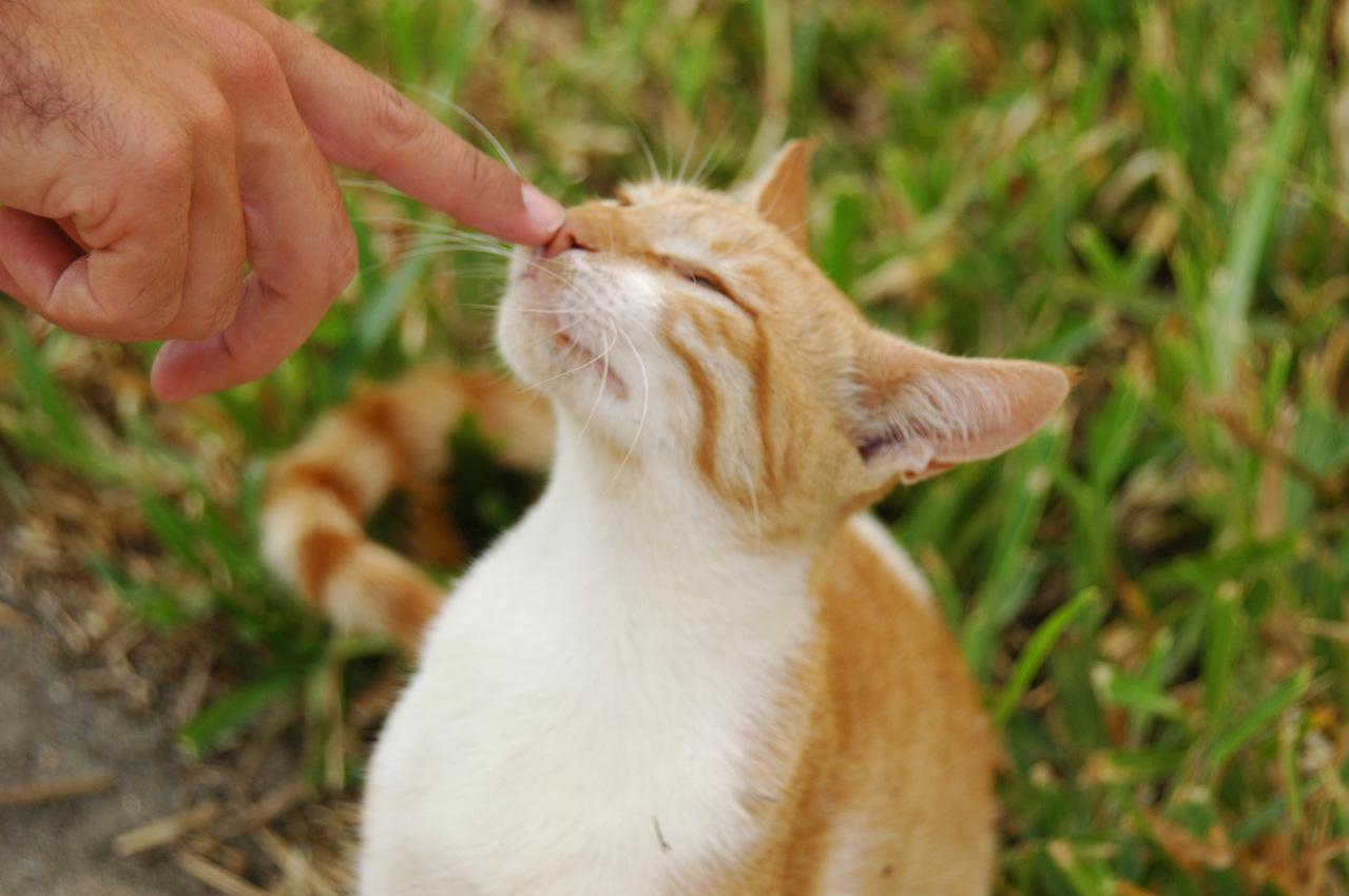 Veterinární poradna: Pískání v nose při námaze