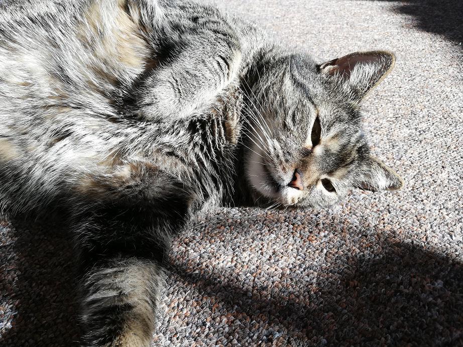 Veterinární poradna: Cukrovka u kočky