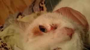 Veterinární poradna: Kočka má výtok z oka