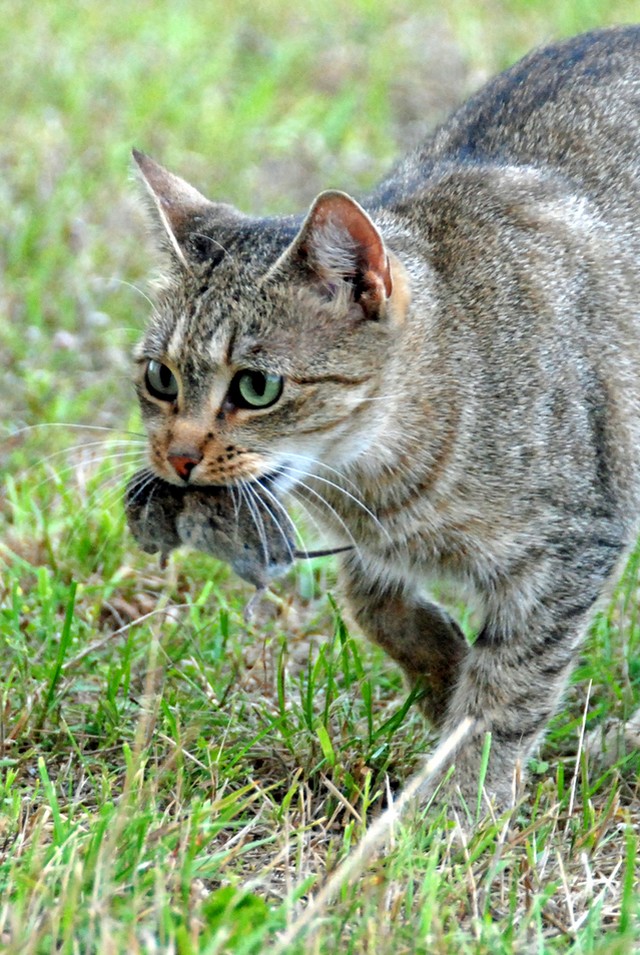 Kočka