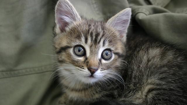 Veterinární poradna: Kotě se počurá po probuzení do peřin