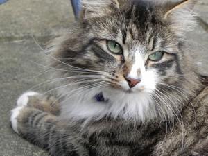 Veterinární poradna: Co když se zpozdím s očkováním kočky?