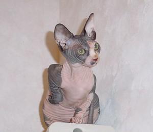 Veterinární poradna: Může se sphynx uspat při kastraci pomocí ketaminu?